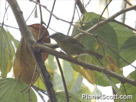 Pin-striped Tit-Babbler (Mixornis gularis)