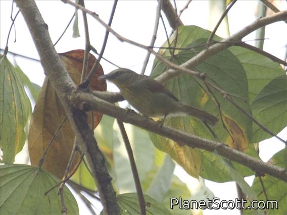 Striped Tit-Babbler (Mixornis gularis)