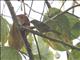 Striped Tit-Babbler (Mixornis gularis)