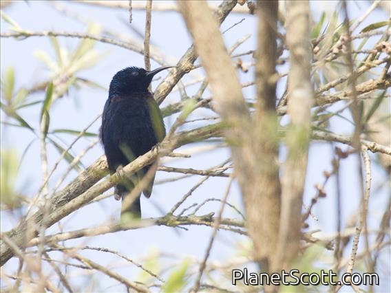 Purple Sunbird (Cinnyris asiatica)