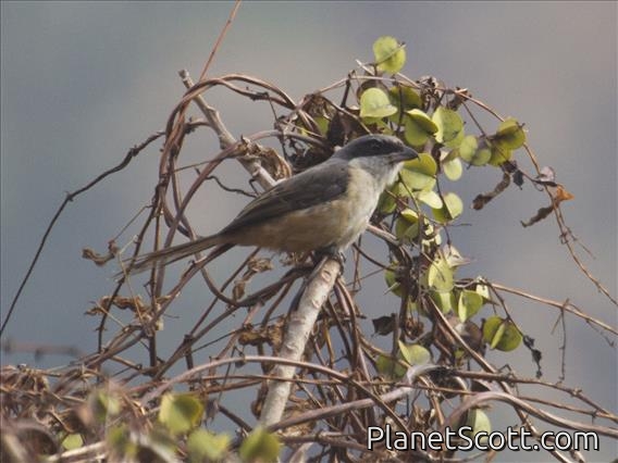 Gray-backed Shrike (Lanius tephronotus)
