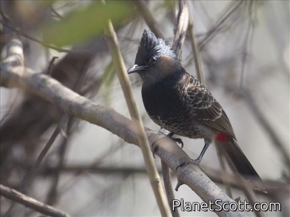 Red-vented Bulbul (Pycnonotus cafer)
