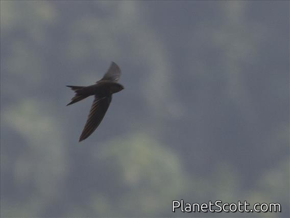 Asian Palm-Swift (Cypsiurus balasiensis)