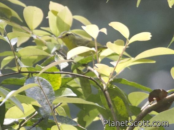 Sulphurbreasted Warbler (Phylloscopus ricketti)