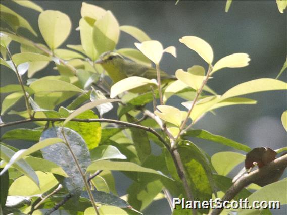 Sulphur-breasted Warbler (Phylloscopus ricketti)