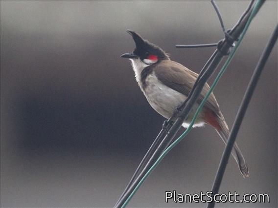 Red-whiskered Bulbul (Pycnonotus jocosus)