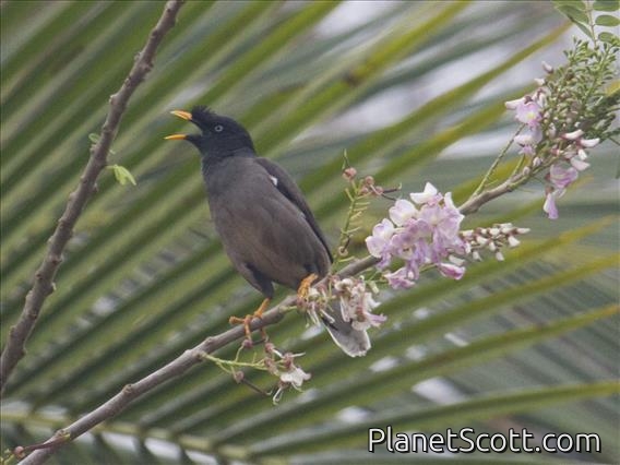 Jungle Myna (Acridotheres fuscus)