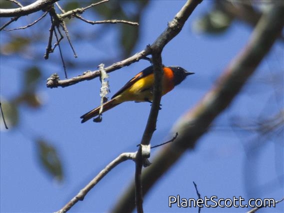 Small Minivet (Pericrocotus cinnamomeus)