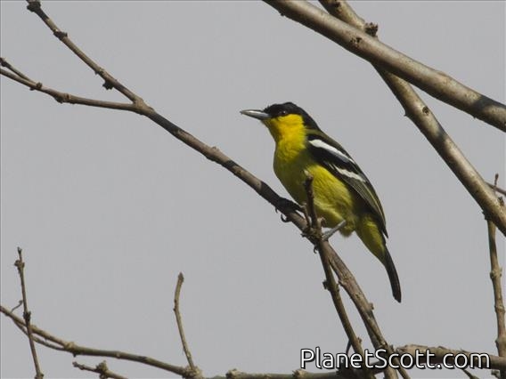 Common Iora (Aegithina tiphia)
