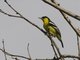 Common Iora (Aegithina tiphia)