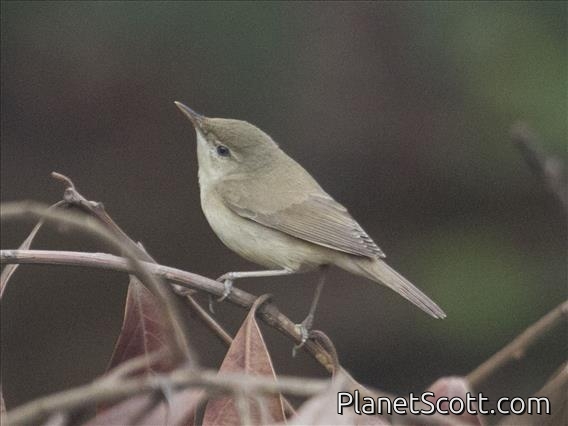 Blyth's Leaf-Warbler (Acrocephalus dumetorum)
