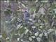 Malabar Gray-Hornbill (Ocyceros griseus)