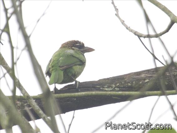White-cheeked Barbet (Psilopogon viridis)