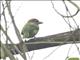 White-cheeked Barbet (Psilopogon viridis)