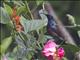 Long-billed Sunbird (Cinnyris lotenius) - Male