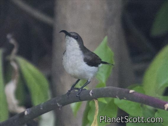 Long-billed Sunbird (Cinnyris lotenius) - Female