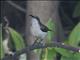 Long-billed Sunbird (Cinnyris lotenius) - Female