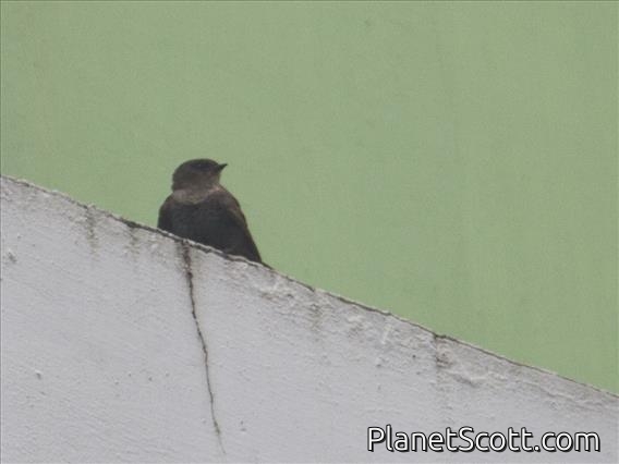 Dusky Crag Martin (Ptyonoprogne concolor)