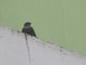 Dusky Crag Martin (Ptyonoprogne concolor)