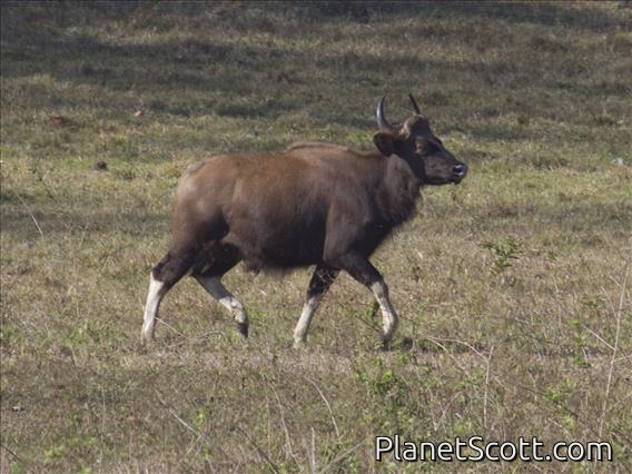Gaur (Bos frontalis)