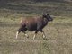 Gaur (Bos frontalis)