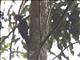 White-bellied Woodpecker (Dryocopus javensis)