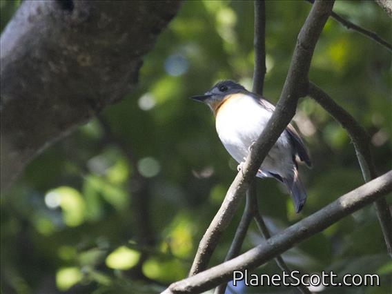 Tickell's Blue-Flycatcher (Cyornis tickelliae) - Female