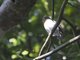 Tickell's Blue-Flycatcher (Cyornis tickelliae) - Female