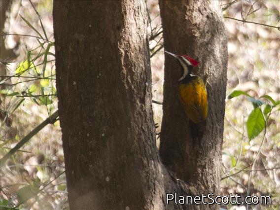Black-rumped Flameback (Dinopium benghalense)