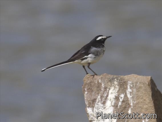 White-browed Wagtail (Motacilla maderaspatensis)