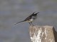 White-browed Wagtail (Motacilla maderaspatensis)