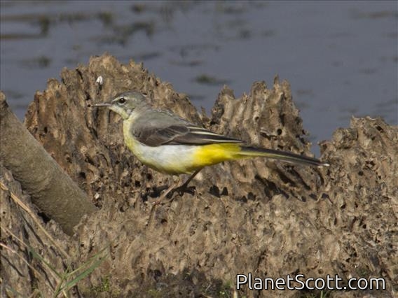 Gray Wagtail (Motacilla cinerea)