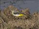 Gray Wagtail (Motacilla cinerea)