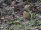 Indian Pitta (Pitta brachyura)