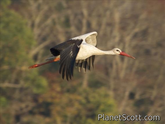 White Stork (Ciconia ciconia)