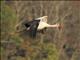 White Stork (Ciconia ciconia)