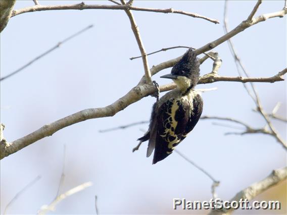 Heart-spotted Woodpecker (Hemicircus canente)