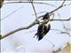 Heart-spotted Woodpecker (Hemicircus canente)