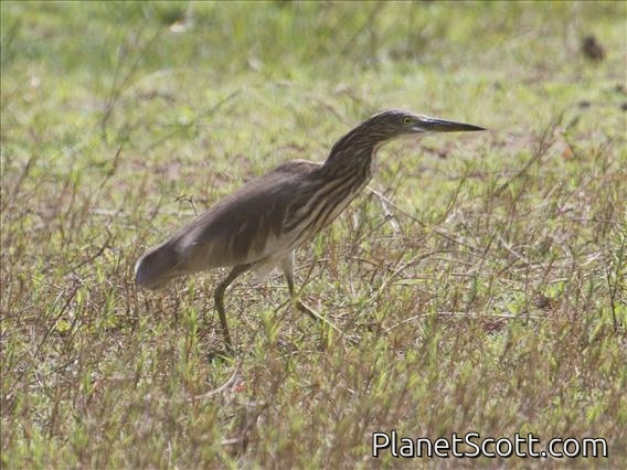 Indian Pond-Heron (Ardeola grayii)