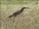 Indian Pond-Heron (Ardeola grayii)