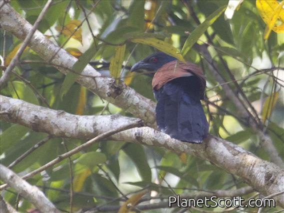 Greater Coucal (Centropus sinensis)