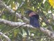 Greater Coucal (Centropus sinensis)