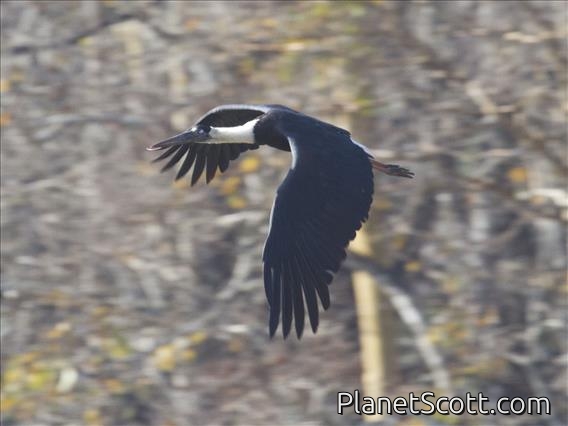 Woolly-necked Stork (Ciconia episcopus)