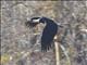 Woolly-necked Stork (Ciconia episcopus)