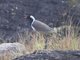 Red-wattled Lapwing (Vanellus indicus)