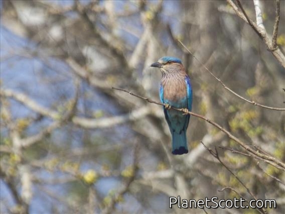 Indian Roller (Coracias benghalensis)