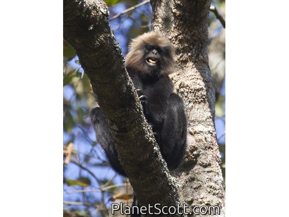 Nilgiri Langur (Trachypithecus johnii)