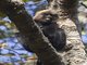 Nilgiri Langur (Trachypithecus johnii)
