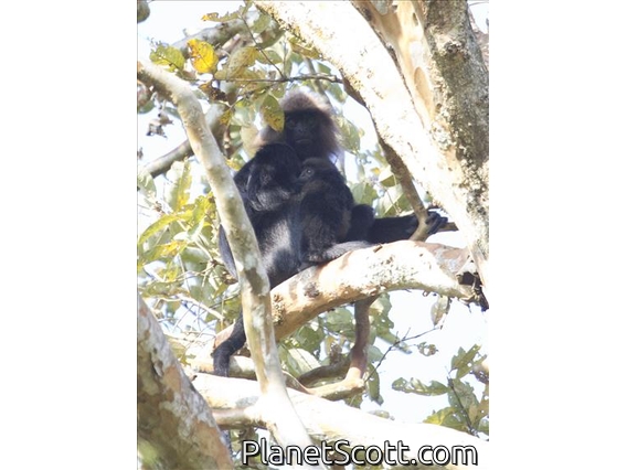 Nilgiri Langur (Trachypithecus johnii)