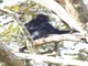 Nilgiri Langur (Trachypithecus johnii)